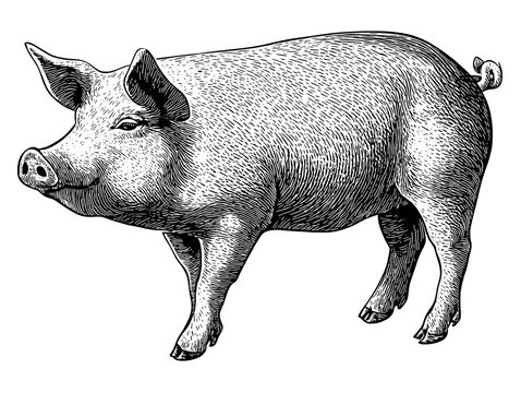 Vintage engraved illustration of a realistic standing pig in artistic detail showcasing its anatomy and texture within a rustic design context