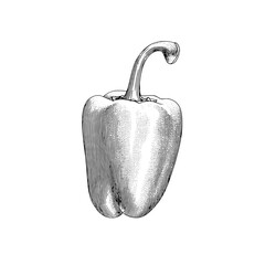 Vintage engraved illustration of a bell pepper showcasing intricate detailing in design