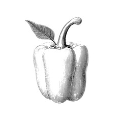 Engraved illustration of a vintage bell pepper showcasing intricate details and timeless design elements
