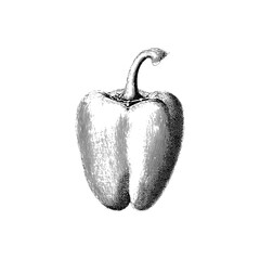 Elegant vintage engraving of a bell pepper showcasing intricate details and artistic craftsmanship from a classic collection