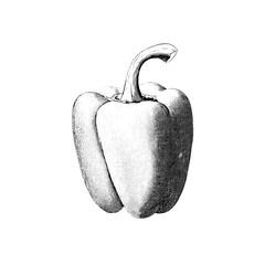 Vintage engraved illustration of a bell pepper in intricate detail showcasing unique design elements and timeless appeal
