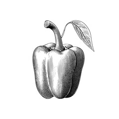 Engraved vintage illustration of a bell pepper showcasing intricate detailing and organic elegance