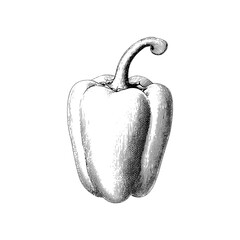 Engraved vintage illustration of a bell pepper showcasing intricate details and artistic design elements from a classic collection