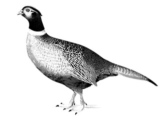Elegant vintage engraving of a pheasant showcasing intricate detailing in a timeless design for collectors and enthusiasts