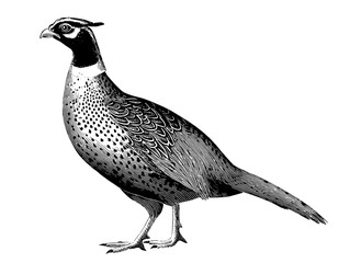 Engraved vintage illustration of a peacock showcasing intricate details and artistic flair in a timeless design