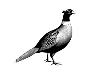 Elegant vintage engraved illustration of a majestic pheasant captured in intricate detail for a classic collection
