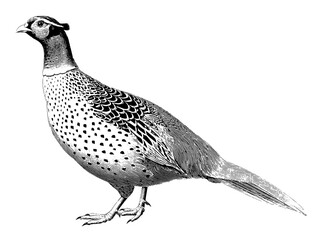 Vintage engraved illustration of a majestic pheasant displayed in exquisite detail