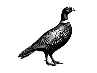Exquisite vintage engraving of a pheasant showcasing intricate details and artistic flair in this remarkable design collection