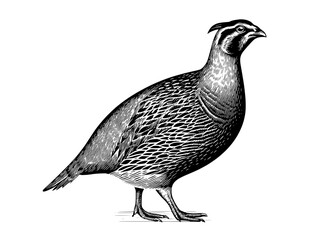 Engraved vintage quail illustration showcasing exquisite details and artistry for design enthusiasts