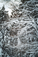Close-up of snow-covered pine and bare branches in a winter forest. The thick layers of snow create a peaceful, abstract texture that highlights the beauty and silence of nature in cold weather.