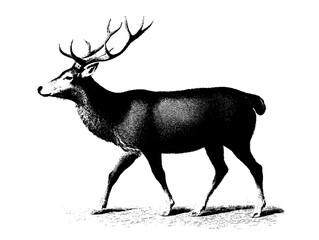 Vintage engraved illustration of a majestic deer walking gracefully through a serene landscape, evoking the charm of nature's beauty