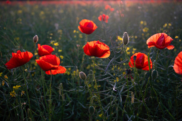 Field poppies