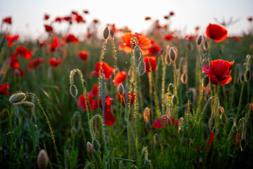 Field poppies