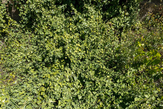 fundo natureza verde