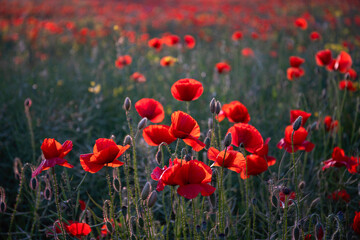 Field poppies