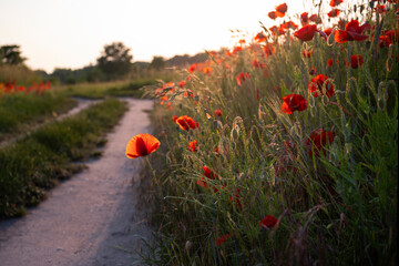 Roadside poppies