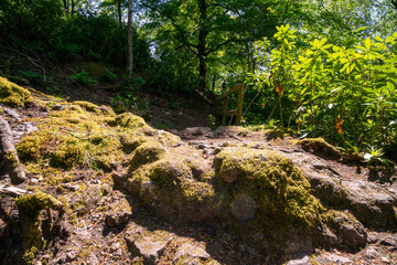 Finlaystone Country Park Estate. Scotland. Uk. The woodland is host to a wide variety of wildlife including roe deer, fox, grey squirrel, stoat, three species of raptor and a large colony of herons. 