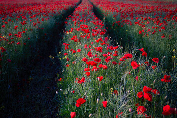 A path among poppies