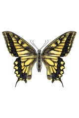 Fototapeta premium Yellow and Black Butterfly with Vibrant Wings in Detailed Macro Illustration - Entomology Wildlife Study
