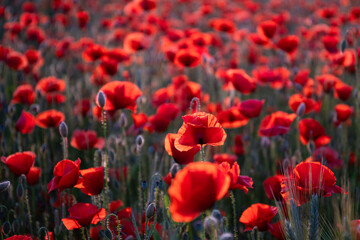 Field poppies