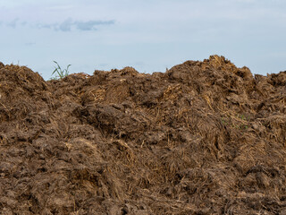 A large pile of natural manure on a rural farm, used as organic fertilizer in sustainable...