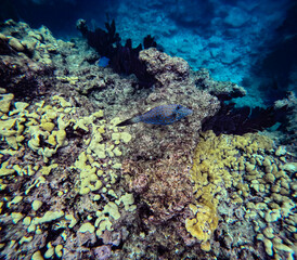 Blue fish and coral under water photo from key west florida snorkeling