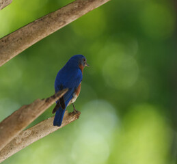 Bluebird contemplating