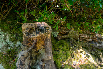 Decaying stump of a felled tree. Woodland at Finlaystone Country Park Estate. Scotland. United Kingdom. 
