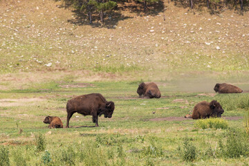 American bison grazing in a meadow © Martina