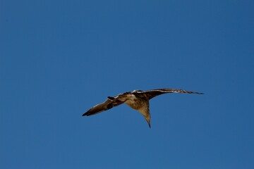 Sea Bird flying in blue sky with beak down