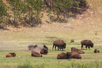 American bison grazing in a meadow