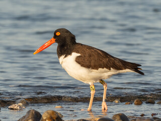 An adult American Oystercatcher that has been banded for tracking with a numbered metal band on one...