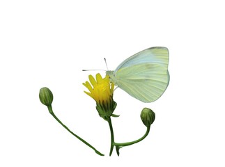 Butterfly, Cabbage White, Pieris rapae isolated on a white background 