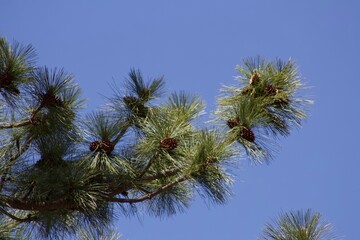 Pine tree needles and acorns against blue sky in Idyllwild San Jacinto mountains california
