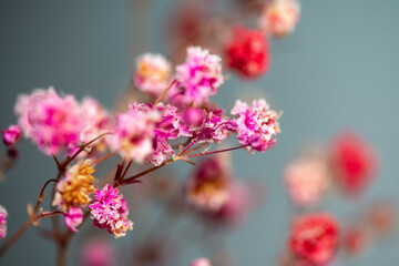 Macro Photo of Coral Bells Flowers as Background Wallpaper