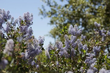Ceanothus leucodermis 'L.T. Blue' mountain lilac flowers in Idyllwild San Jacinto mountains california