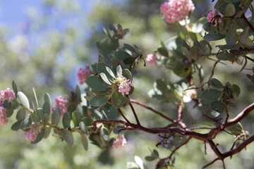 Arctostaphylos canescens, common name hoary manzanita, species of manzanita pink flower clusters in Idyllwild San Jacinto mountains california