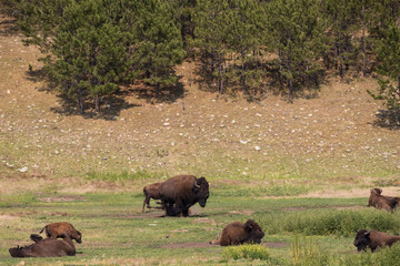 American bison grazing in a meadow