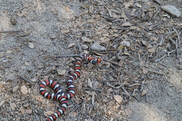 California Mountain Kingsnake Lampropeltis zonata in the wild on hike path in Idyllwild San Jacinto mountains california