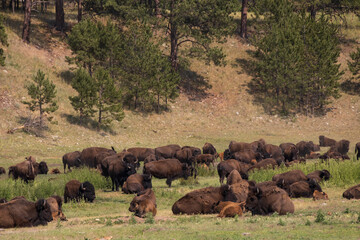 American bison grazing in a meadow