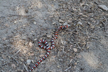 California Mountain Kingsnake Lampropeltis zonata in the wild on hike path in Idyllwild San Jacinto mountains california