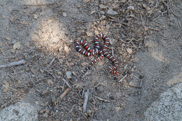 California Mountain Kingsnake Lampropeltis zonata in the wild on hike path in Idyllwild San Jacinto mountains california