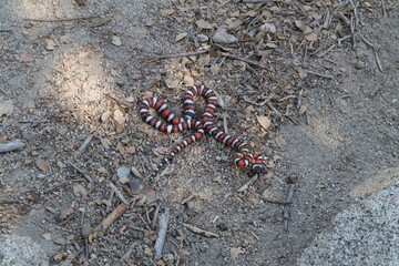 California Mountain Kingsnake Lampropeltis zonata in the wild on hike path in Idyllwild San Jacinto mountains california
