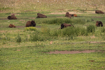 American bison grazing in a meadow