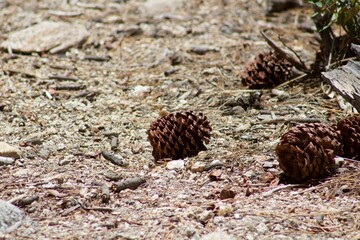 Pine cones on hiking trail in Idyllwild San Jacinto mountains california