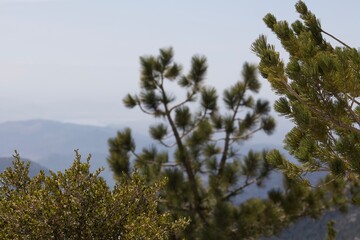 Pine trees with mountain backdrop at top of Tahquitz peak in Idyllwild San Jacinto mountains california