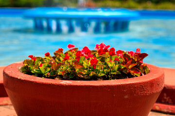 Flower pots at the artesian fountain