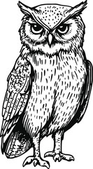 owl on a white background