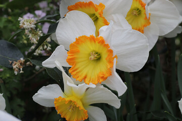 yellow and white flower
