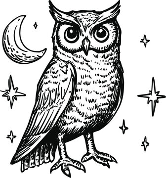 owl on a white background